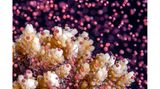 Tausende von Korallenpolypen geben in wenigen Nächten des Jahres synchron miteinander Eier und Spermien in das Wasser ab. Tom Shlesinger hat den Zauber dieser "Korallenblüte" im nördlichen Roten Meer mit der Kamera eingefangen.