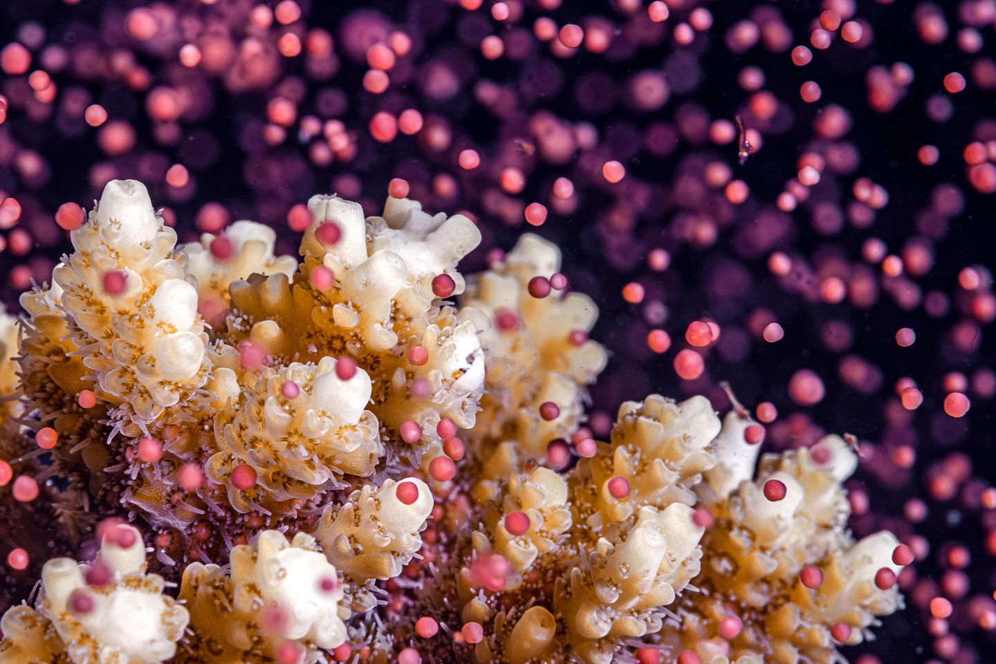 Tausende von Korallenpolypen geben in wenigen Nächten des Jahres synchron miteinander Eier und Spermien in das Wasser ab. Tom Shlesinger hat den Zauber dieser "Korallenblüte" im nördlichen Roten Meer mit der Kamera eingefangen.