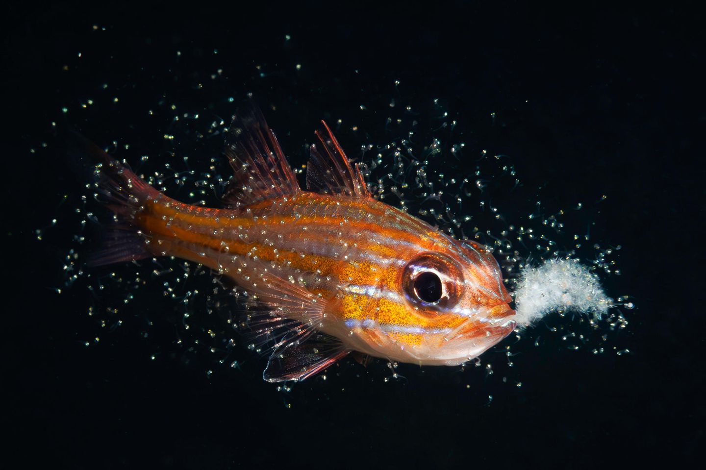 Rund eine Woche lang brüten Orangelinien-Kardinalfische ihren Nachwuchs aus – im Schutz ihres Mauls. Dem japanischen Fotografen Yoichi Sato gelang die seltene Aufnahme jenes magischen Augenblicks, in dem der Vater die Jungtiere in die Weite des Meeres entlässt.