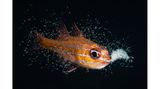 Rund eine Woche lang brüten Orangelinien-Kardinalfische ihren Nachwuchs aus – im Schutz ihres Mauls. Dem japanischen Fotografen Yoichi Sato gelang die seltene Aufnahme jenes magischen Augenblicks, in dem der Vater die Jungtiere in die Weite des Meeres entlässt.