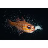 Rund eine Woche lang brüten Orangelinien-Kardinalfische ihren Nachwuchs aus – im Schutz ihres Mauls. Dem japanischen Fotografen Yoichi Sato gelang die seltene Aufnahme jenes magischen Augenblicks, in dem der Vater die Jungtiere in die Weite des Meeres entlässt.