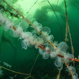 Im Kelpwald vor Vancouver Island, Kanada, stieß Borut Furlan auf Tausende von Kapuzennacktschnecken (Melibe leoninna), die sich an Stängeln des Seetangs festklammerten: Sie stellen winzigen Krebsen nach, indem sie ihre geleerartige "Kapuze" als Fangnetz auswerfen – und ihre Beute komplett verschlingen.