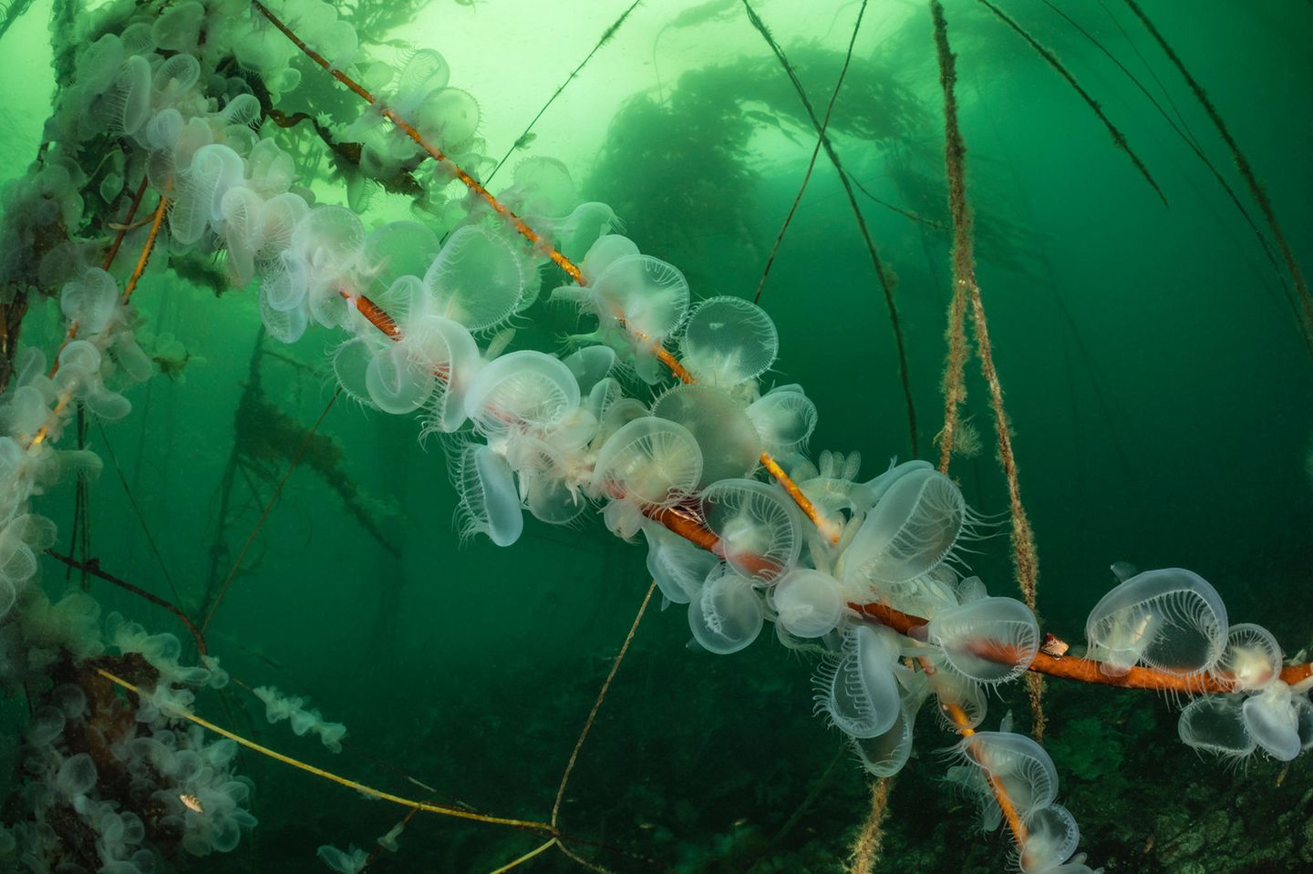 Im Kelpwald vor Vancouver Island, Kanada, stieß Borut Furlan auf Tausende von Kapuzennacktschnecken (Melibe leoninna), die sich an Stängeln des Seetangs festklammerten: Sie stellen winzigen Krebsen nach, indem sie ihre geleerartige "Kapuze" als Fangnetz auswerfen – und ihre Beute komplett verschlingen.