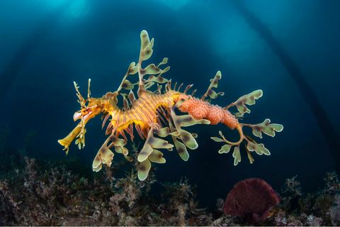 In den kühlen Gewässern Australiens verstecken sich Fetzenfische in Unterwasserwäldern. Die "schwebenden Drachen", enge Verwandte der Seepferdchen, jagen perfekt getarnt Schwebegarnelen und Kleinkrebse: Die Eier des eigenen Nachwuchses tragen sie dabei an ihrem Hinterleib immer mit sich.