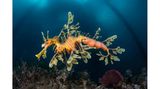 In den kühlen Gewässern Australiens verstecken sich Fetzenfische in Unterwasserwäldern. Die "schwebenden Drachen", enge Verwandte der Seepferdchen, jagen perfekt getarnt Schwebegarnelen und Kleinkrebse: Die Eier des eigenen Nachwuchses tragen sie dabei an ihrem Hinterleib immer mit sich.