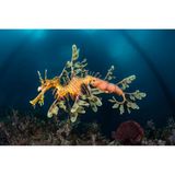 In den kühlen Gewässern Australiens verstecken sich Fetzenfische in Unterwasserwäldern. Die "schwebenden Drachen", enge Verwandte der Seepferdchen, jagen perfekt getarnt Schwebegarnelen und Kleinkrebse: Die Eier des eigenen Nachwuchses tragen sie dabei an ihrem Hinterleib immer mit sich.