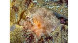 Der Zwergfeilenfisch ist bloß zwei Zentimeter lang: Im Süden Australiens, vor der Mornington-Halbinsel, sucht er in einer Seescheide Schutz vor Feinden. Mit seinem gemusterten Körper ist er in seinem Versteck kaum noch auszumachen.