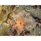 Der Zwergfeilenfisch ist bloß zwei Zentimeter lang: Im Süden Australiens, vor der Mornington-Halbinsel, sucht er in einer Seescheide Schutz vor Feinden. Mit seinem gemusterten Körper ist er in seinem Versteck kaum noch auszumachen.