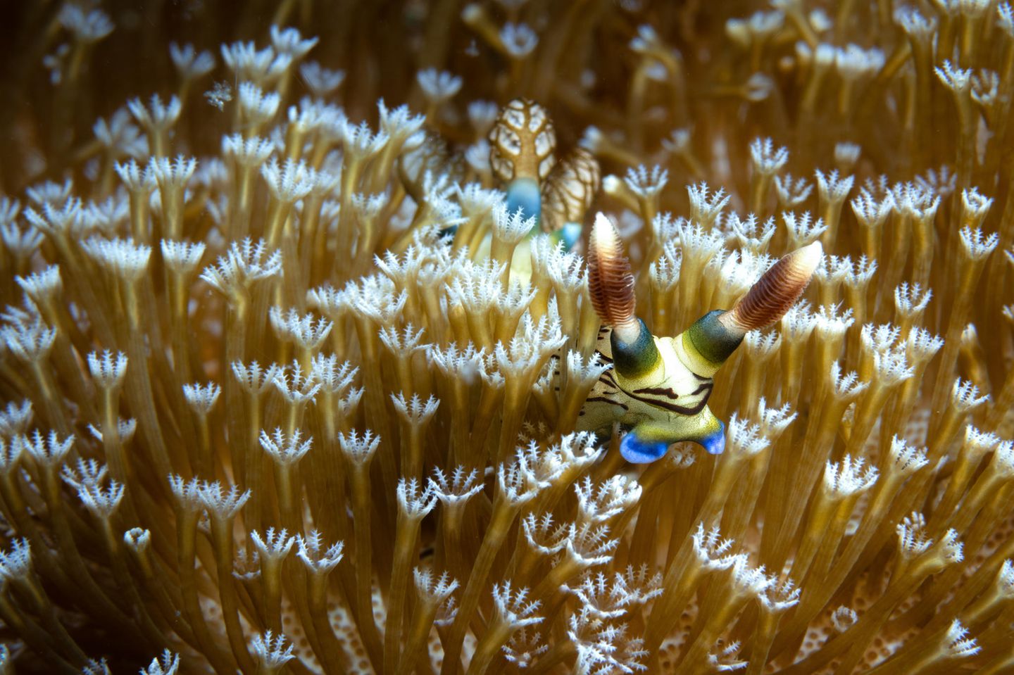 An einem Riff der Philippinen pflügt eine Nacktschnecke durch die ausgestreckten Polypen einer Pilzlederkoralle: Sie scheint sich zwischen den gelben Fangarmen zu verstecken. Doch Fressfeinde hat sie eigentlich nicht zu fürchten: Sie ist hochgiftig.