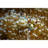 An einem Riff der Philippinen pflügt eine Nacktschnecke durch die ausgestreckten Polypen einer Pilzlederkoralle: Sie scheint sich zwischen den gelben Fangarmen zu verstecken. Doch Fressfeinde hat sie eigentlich nicht zu fürchten: Sie ist hochgiftig.