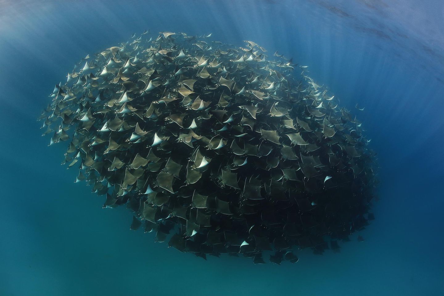 Meist sind Teufelsrochen allein oder in kleinen Gruppen im Meer unterwegs. Vor der Küste von Kalifornien aber stieß der Fotograf Eduardo Acevedo auf eine riesige Traube im tiefen Blau: "Dieses Erlebnis werde ich nie vergessen", sagt er: "Ich konnte die Tiere stundenlang fotografieren, sie ließen sich nicht von mir stören."