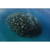 Meist sind Teufelsrochen allein oder in kleinen Gruppen im Meer unterwegs. Vor der Küste von Kalifornien aber stieß der Fotograf Eduardo Acevedo auf eine riesige Traube im tiefen Blau: "Dieses Erlebnis werde ich nie vergessen", sagt er: "Ich konnte die Tiere stundenlang fotografieren, sie ließen sich nicht von mir stören."