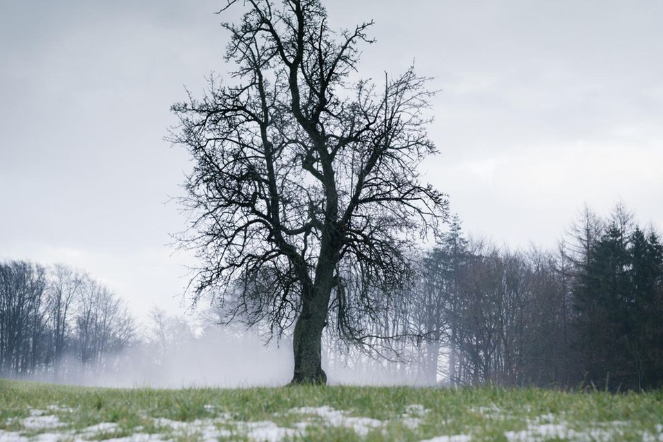 Baum im Winter mit Schneeresten davor 0.667