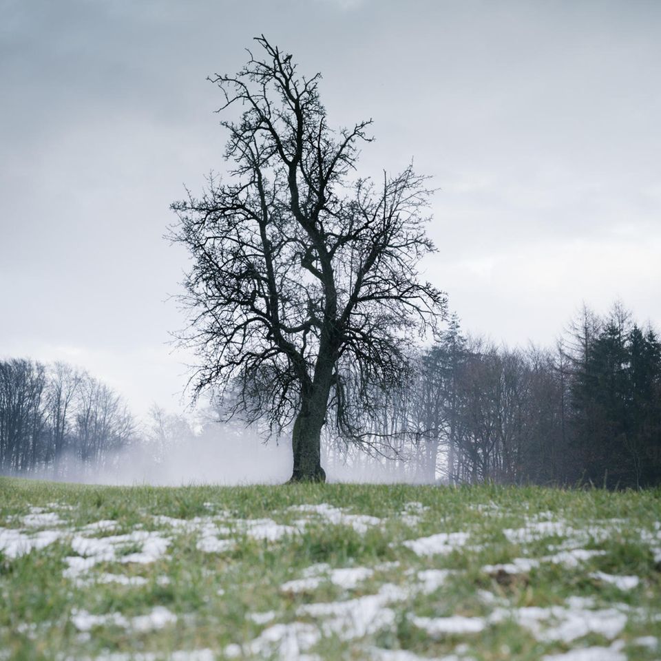 Baum im Winter mit Schneeresten davor