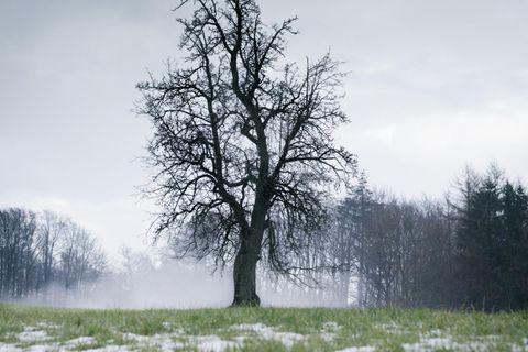 Baum im Winter mit Schneeresten davor