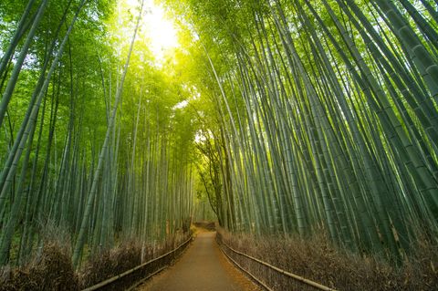 Fussweg im Arashiyama Bambuswald