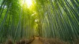 Fussweg im Arashiyama Bambuswald