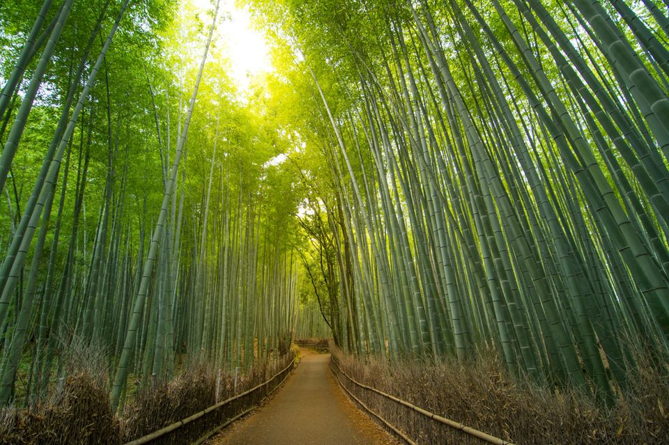 Fussweg im Arashiyama Bambuswald 1.5004
