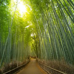 Fussweg im Arashiyama Bambuswald