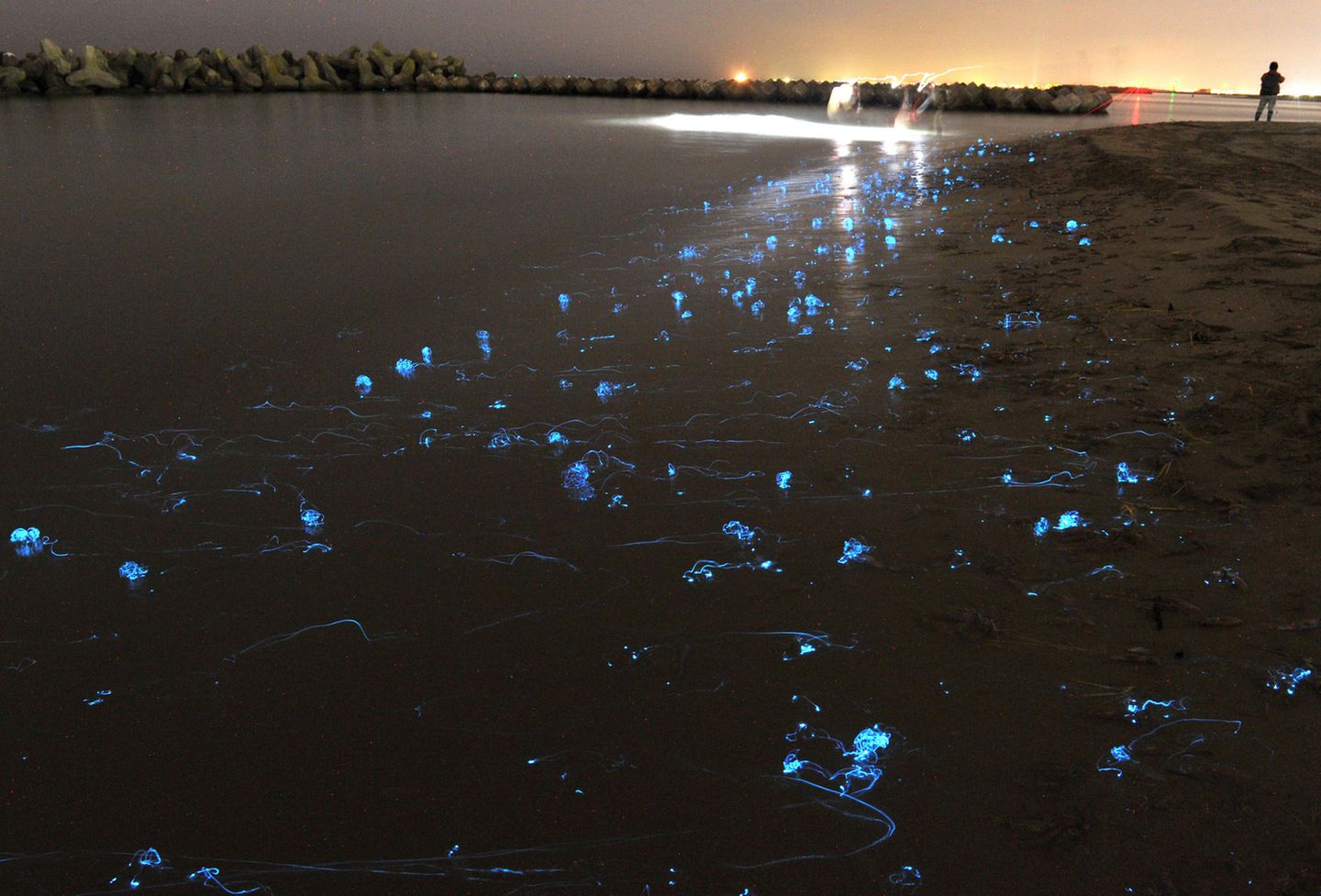Eine Langzeit Belichtung zeigt Leuchtkalmare in Toyoma Bay