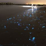 Eine Langzeit Belichtung zeigt Leuchtkalmare in Toyoma Bay