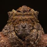 Zwei Spinnen aufeinander