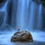 Eine Kleinlibelle auf einem Stein