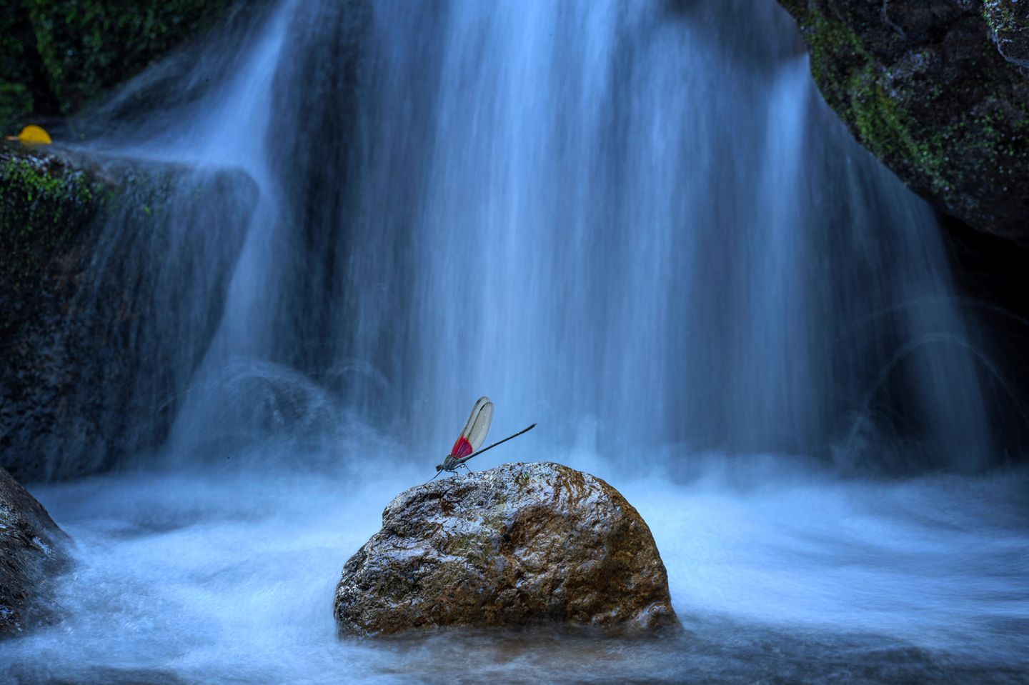Eine Kleinlibelle auf einem Stein