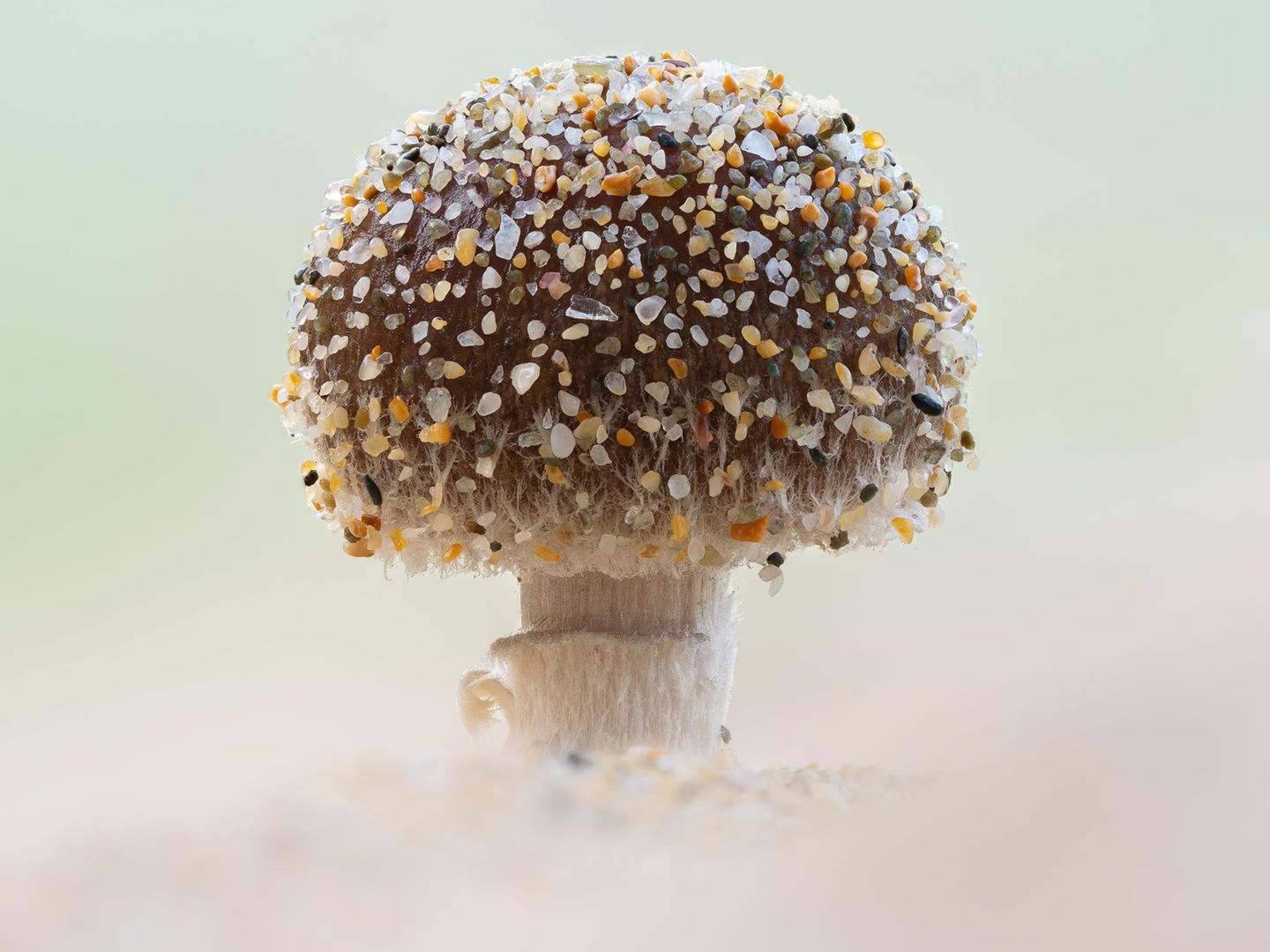 Pilzfruchtkörper mit Sandsteinchen