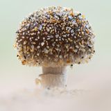 Pilzfruchtkörper mit Sandsteinchen