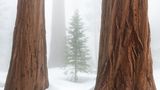 Kleiner Baum zwischen Mammutbäumen