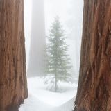 Kleiner Baum zwischen Mammutbäumen