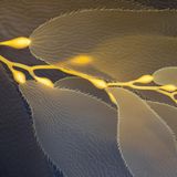 Nahaufnahme von Seetang