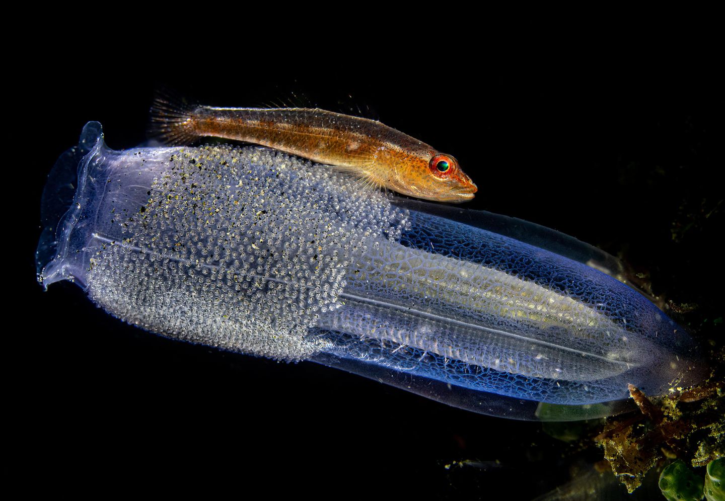 Ein Fisch auf einer Seescheide