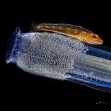 Ein Fisch auf einer Seescheide