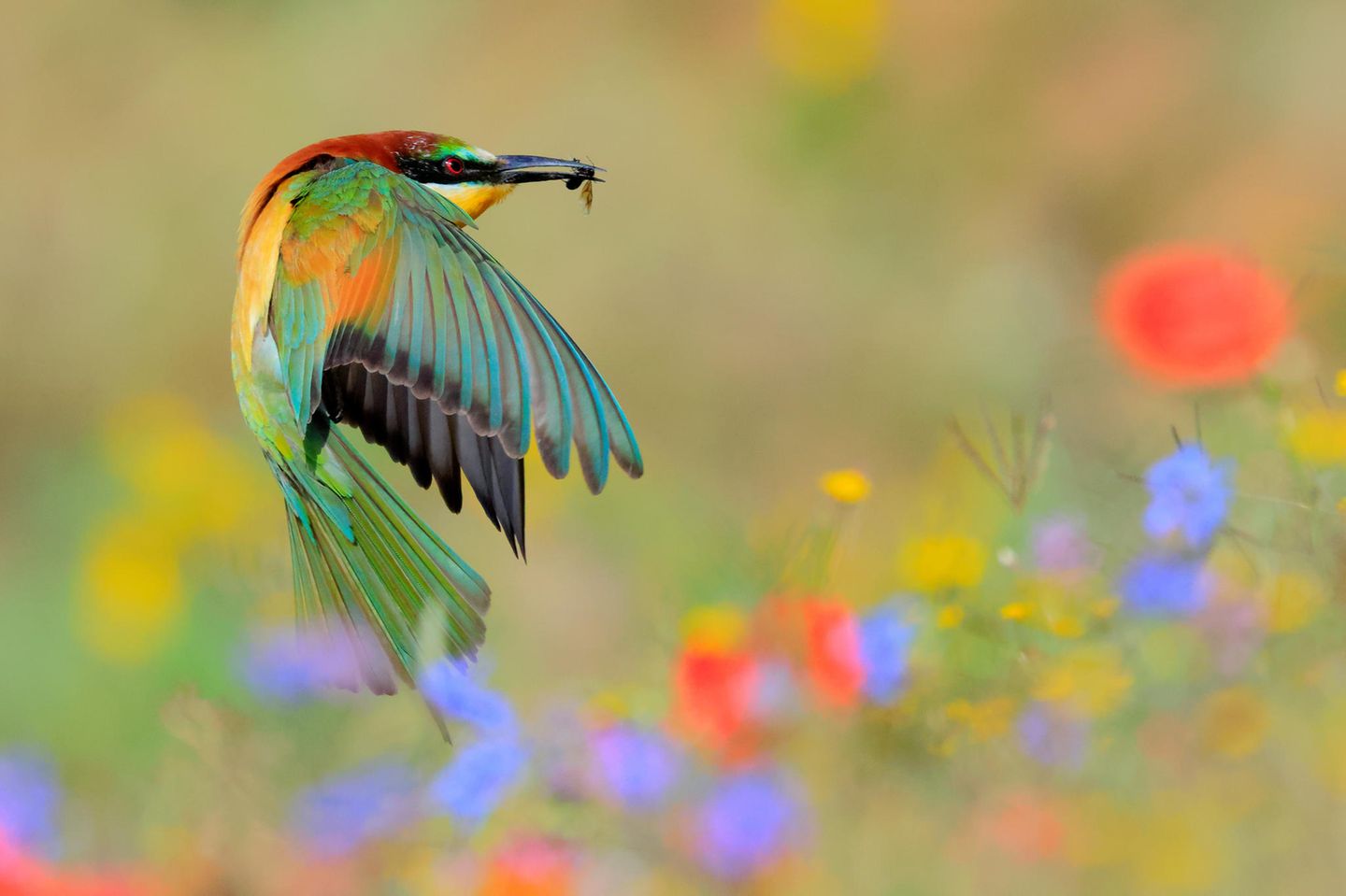 Bienenfresser mit Beute im Flug
