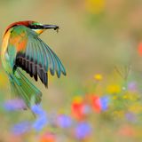 Bienenfresser mit Beute im Flug