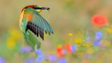 Bienenfresser mit Beute im Flug