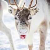 Rentier schaut in die Kamera
