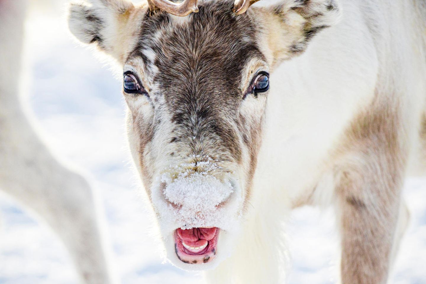Rentier schaut in die Kamera