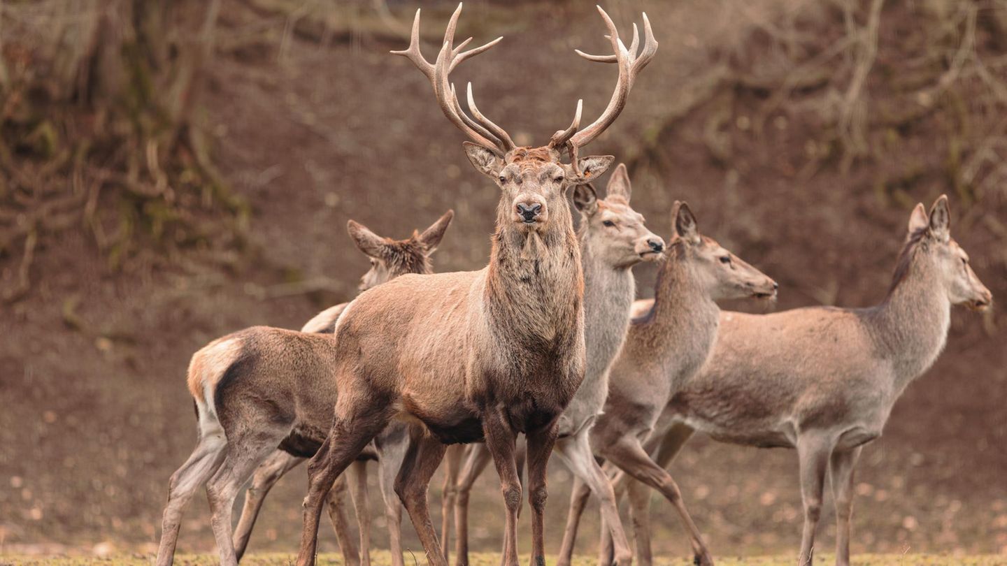 Wenn Rothirsche als Herde durch die Wälder ziehen, legen sie hin und wieder eine Pause ein, um sich zu erholen und in Ruhe ihre Nahrung wiederzukäuen. Doch auch unter ihnen gibt es gemütlichere Tiere, die gern ein bisschen länger verschnaufen würden, und andere, die möglichst schnell wieder auf und in die Hufe kommen wollen. Wissenschaftlerinnen und Wissenschaftler haben festgestellt: Wenn sich mehr als 60 Prozent der Tiere erheben, zieht die Gruppe weiter.