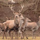 Wenn Rothirsche als Herde durch die Wälder ziehen, legen sie hin und wieder eine Pause ein, um sich zu erholen und in Ruhe ihre Nahrung wiederzukäuen. Doch auch unter ihnen gibt es gemütlichere Tiere, die gern ein bisschen länger verschnaufen würden, und andere, die möglichst schnell wieder auf und in die Hufe kommen wollen. Wissenschaftlerinnen und Wissenschaftler haben festgestellt: Wenn sich mehr als 60 Prozent der Tiere erheben, zieht die Gruppe weiter.