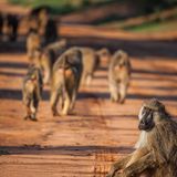 Wo Anubispaviane ihre Hinterteile hinbewegen, entscheiden sie gemeinsam. Läuft ein Tier los, schließen sich andere an. Sollten verschiedene Affen in unterschiedliche Richtungen aufgebrochen sein, wählen sie den Weg, den die meisten eingeschlagen haben. Bei weniger als 90 Grad Unterschied zwischen den Richtungen gehen die Tiere buchstäblich den Mittelweg, haben Forschende herausgefunden.