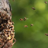 Mindestens fünf Meter über dem Boden, dunkel, mit kleinem Eingang und genug Platz für rund 20 Kilogramm Honig als Winternahrung: Gar nicht so einfach, ein passendes Zuhause für ein Bienenvolk zu finden. Auf der Suche danach fliegen etliche Kundschafterbienen die Umgebung ab. Haben sie einen Unterschlupf entdeckt, versuchen sie andere darauf aufmerksam zu machen und von dessen Lage und Ausstattung zu überzeugen. Am Ende entscheidet die Mehrheit, wo das Volk hinzieht.