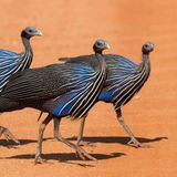 Geierperlhühner leben in festen Gruppen, denen sie meist ein Leben lang treu bleiben. Das ist für Vögel eher ungewöhnlich. Wo die Gemeinschaft nach Futter sucht, wird per Abstimmung entschieden: Kurz vor Aufbruch zeigt jedes Tier mit den Flügeln in die Richtung, in die es ziehen möchte. Deutet die Mehrheit der Perlhühner etwa nach Norden, geht es für alle dort hin.