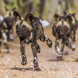 Hatschi! Afrikanische Wildhunde entscheiden per Niesen, ob sie gemeinsam auf die Jagd gehen oder nicht – zumindest klingt es so. Genau genommen stoßen die Tiere ruckartig einen Luftschwall aus, um zu zeigen, dass sie bereit sind loszuziehen. Alle Artgenossen, die mitkommen wollen, stimmen ins Schnaubkonzert ein. Das Schnauben von Alphamännchen oder -weibchen hat dabei besonders viel Gewicht. Äußern sie sich, braucht es weniger Nieser, um auch faule Hunde zum Jagen zu bringen.