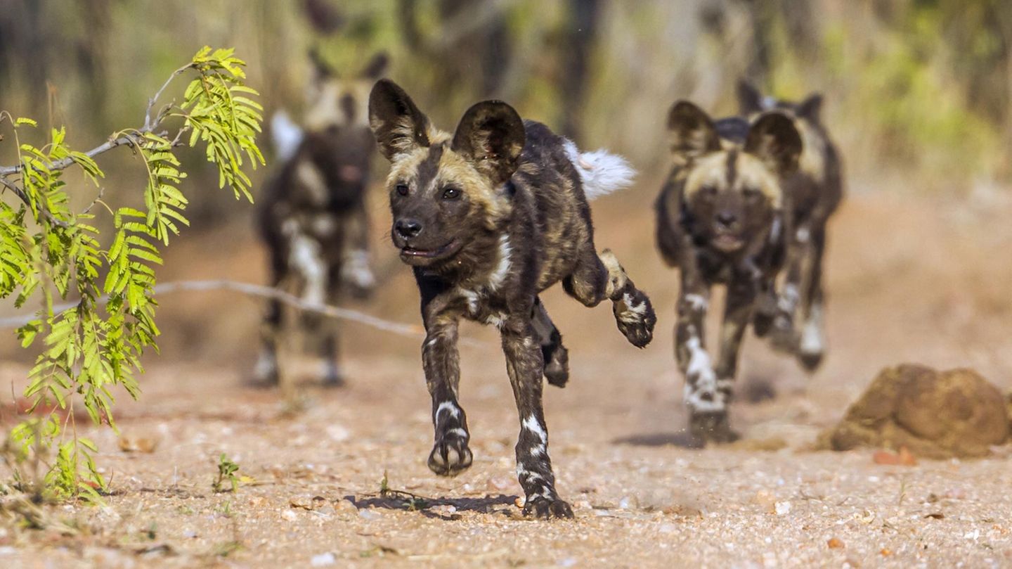 Afrikanische Wildhunde Hatschi! Afrikanische Wildhunde entscheiden per Niesen, ob sie gemeinsam auf die Jagd gehen oder nicht – zumindest klingt es so. Genau genommen stoßen die Tiere ruckartig einen Luftschwall aus, um zu zeigen, dass sie bereit sind loszuziehen. Alle Artgenossen, die mitkommen wollen, stimmen ins Schnaubkonzert ein. Das Schnauben von Alphamännchen oder -weibchen hat dabei besonders viel Gewicht. Äußern sie sich, braucht es weniger Nieser, um auch faule Hunde zum Jagen zu bringen.