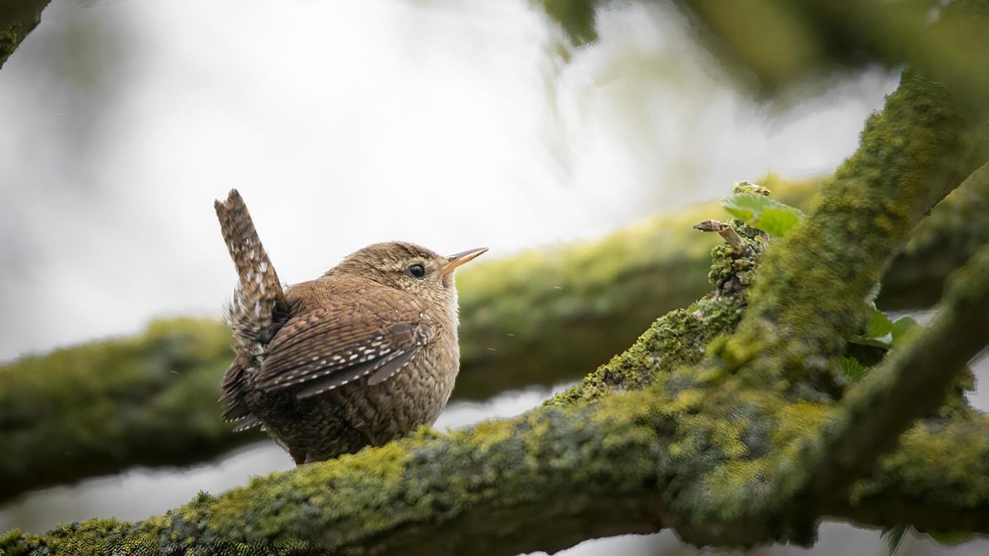 Klein aber oho!: Wie Sie den Zaunkönig in den Garten locken