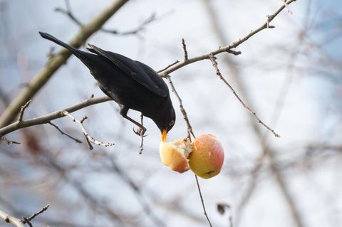 Amsel im Winter am Apfelbaum