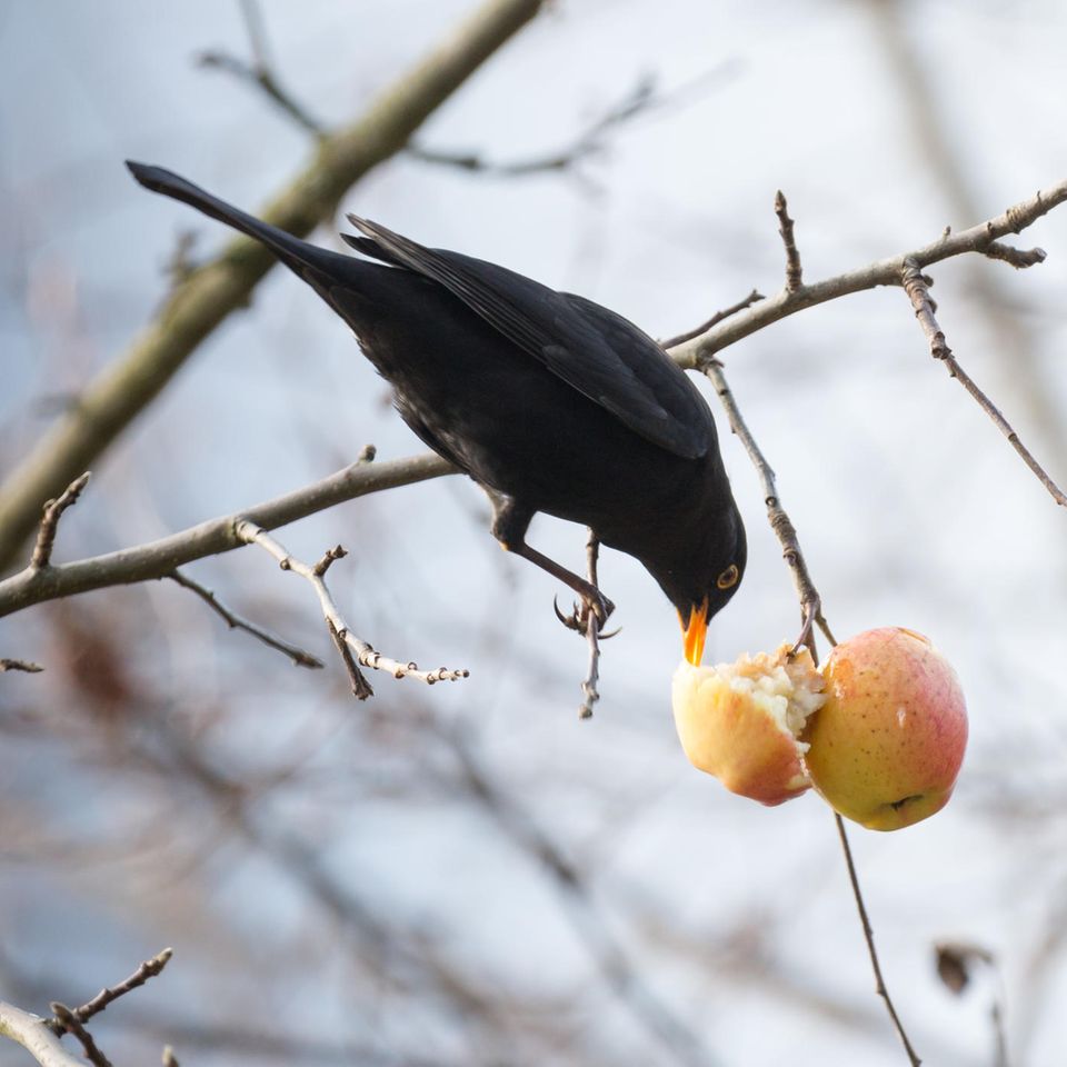 Amsel im Winter am Apfelbaum